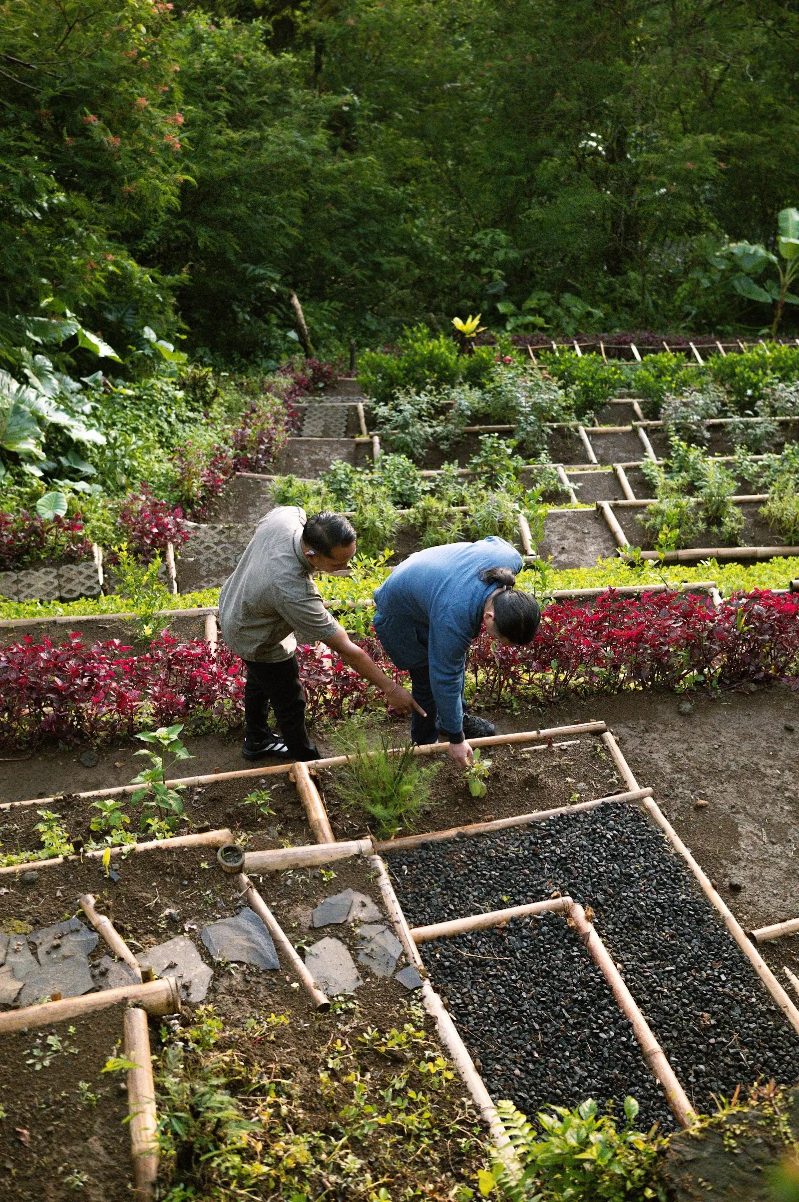 Terraced planting beds with herbs and flowers in AOKU's garden at Bara Mountain Cabin, Jatiluwih.